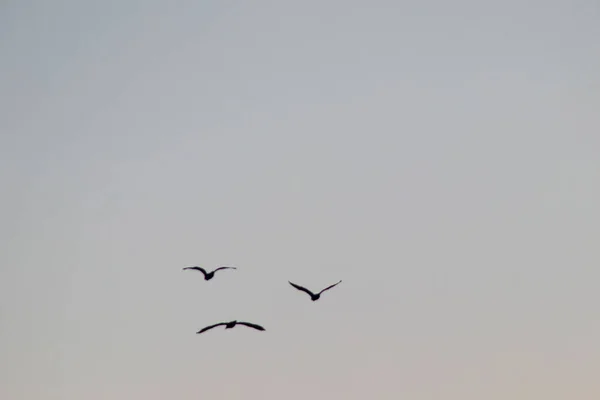 Птахи Літають Небі — стоковий вектор