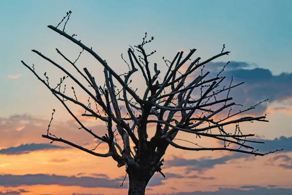 Gündoğumu ve ağaç silueti doğada