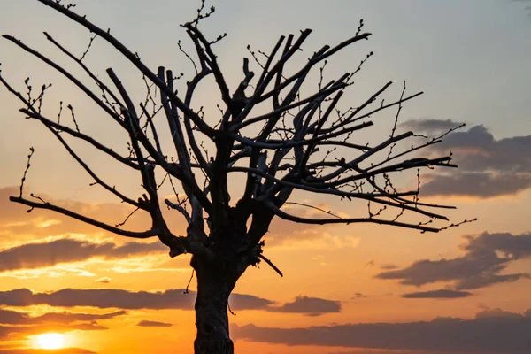 Nascer Sol Árvore Silhueta Natureza — Fotografia de Stock