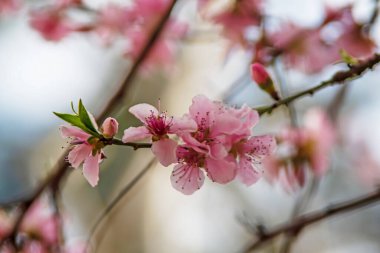 Doğadaki ağaç dallarında bahar çiçekleri