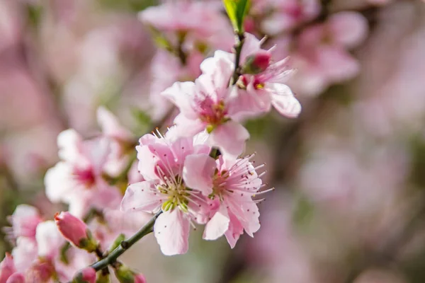 Frühlingsblumen Auf Ästen Der Natur — Stockfoto