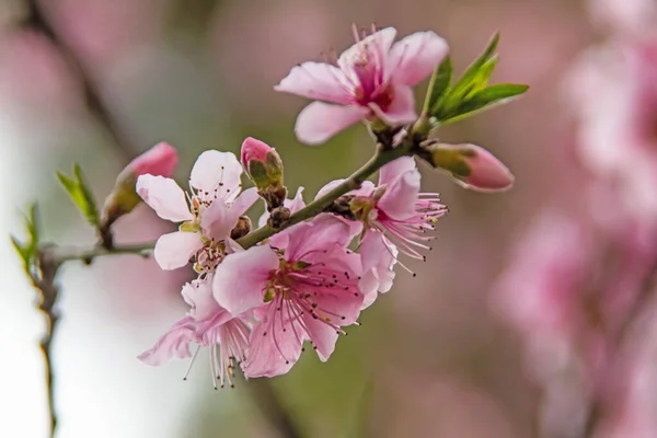 自然界の木の枝に春の花 — ストック写真