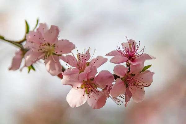 Flores Primavera Ramas Árboles Naturaleza — Vector de stock