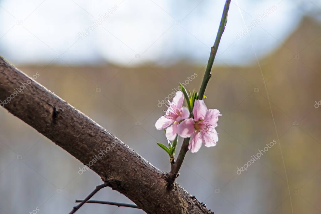 spring flowers on tree branches in nature