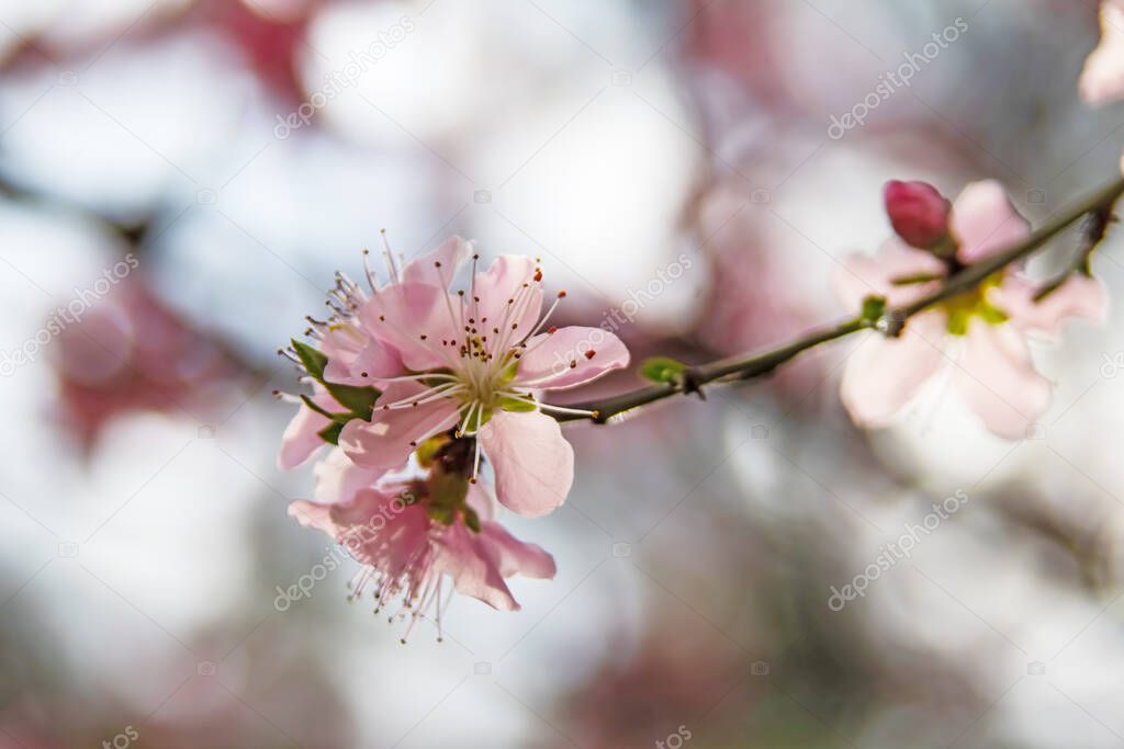 spring flowers on tree branches in nature