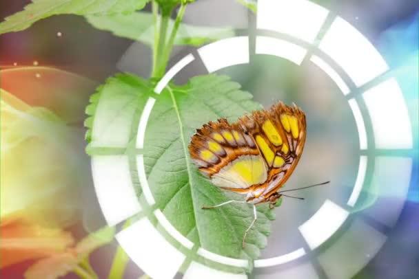 Cerca Mariposas Volando Naturaleza — Vídeo de stock