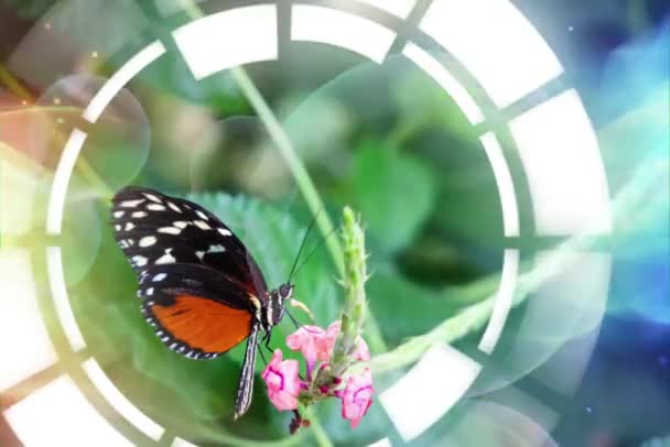 Close Butterflies Flying Nature — Stock Video