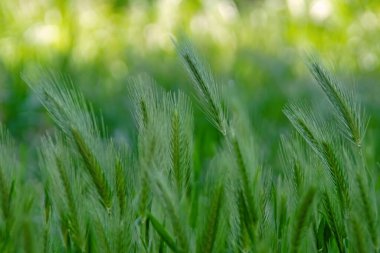 Otlar ve bitkiler doğada