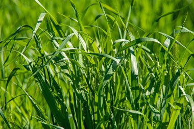 Otlar ve bitkiler doğada