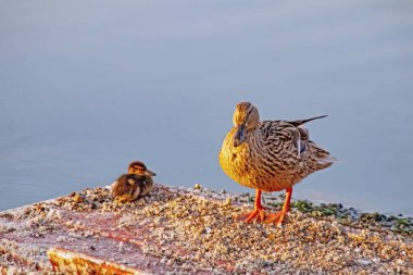  Doğada göldeki ördekler