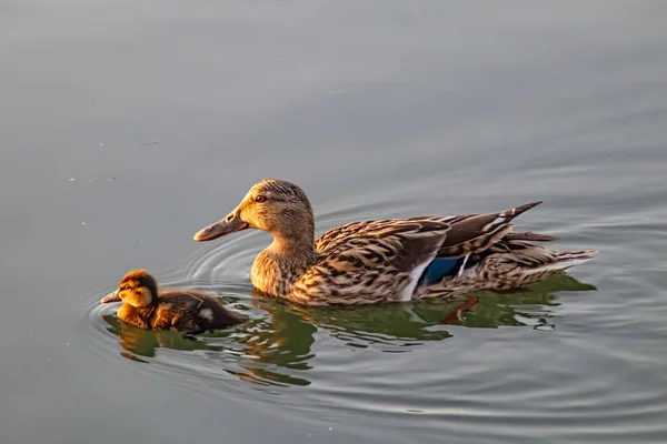 Ducks Lake Nature — Stock Photo, Image