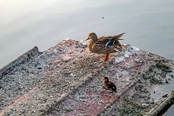 Enten Auf Dem See Der Natur — Stockfoto