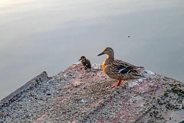 Patos Lago Naturaleza — Foto de Stock