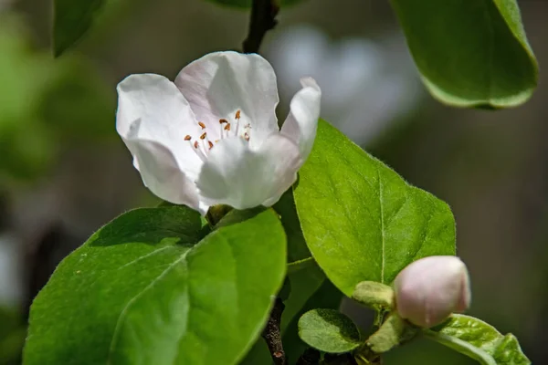 Chegada Flores Primavera Primavera Natureza — Fotografia de Stock