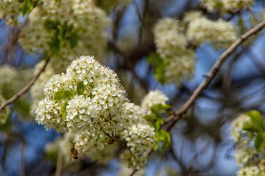  Bahar ve bahar çiçeklerinin doğaya gelişi
