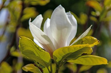  Bahar ve bahar çiçeklerinin doğaya gelişi