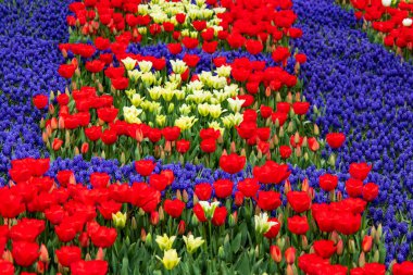 Nisan ve bahar mevsimlerinde lale çiçekleri