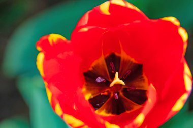 Nisan ve bahar mevsimlerinde lale çiçekleri