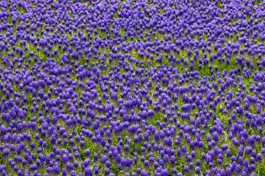  Bahar ve bahar çiçeklerinin doğaya gelişi