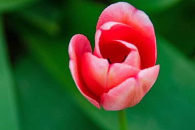 Nisan ve bahar mevsimlerinde lale çiçekleri