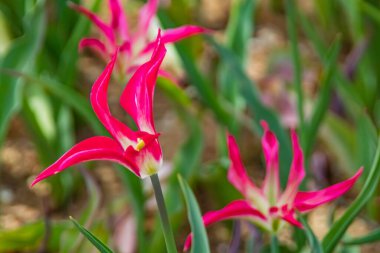 Nisan ve bahar mevsimlerinde lale çiçekleri