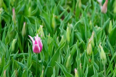 Nisan ve bahar mevsimlerinde lale çiçekleri