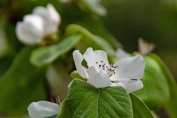 Chegada Flores Primavera Primavera Natureza — Fotografia de Stock