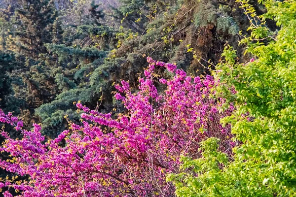 Komst Van Lente Lentebloemen Natuur — Stockfoto