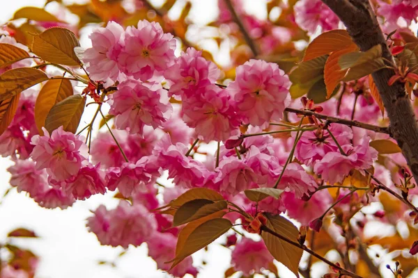 Příchod Jarních Jarních Květin Přírody — Stock fotografie