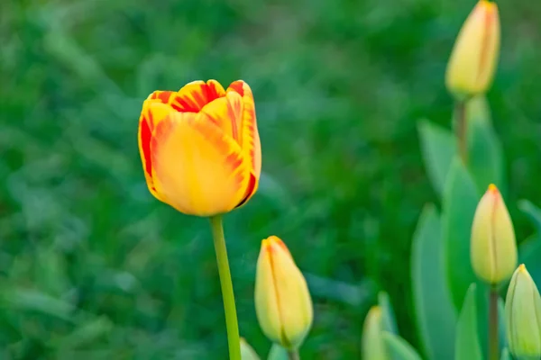 Fleurs Tulipes Avril Printemps — Photo