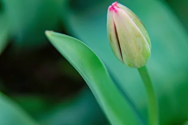 Tulipa Flores Abril Estação Primavera — Fotografia de Stock