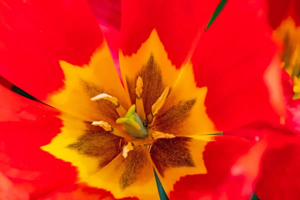 四月和春季的郁金香花 — 图库照片