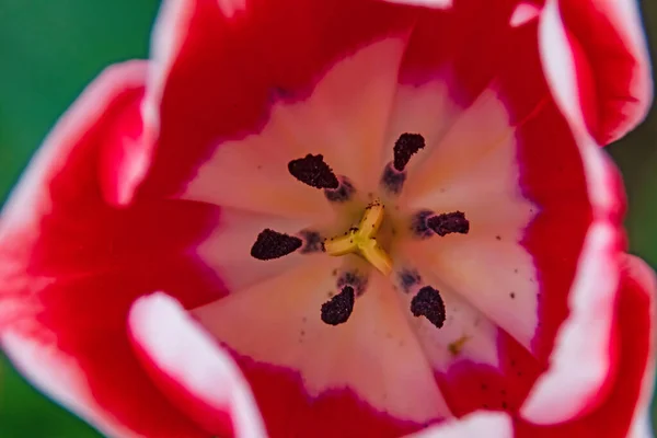 Tulip Flowers April Spring Season — Stock Photo, Image