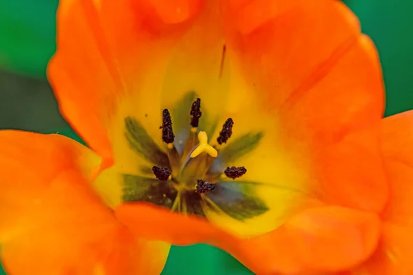 Fiori Tulipano Aprile Stagione Primaverile — Foto Stock