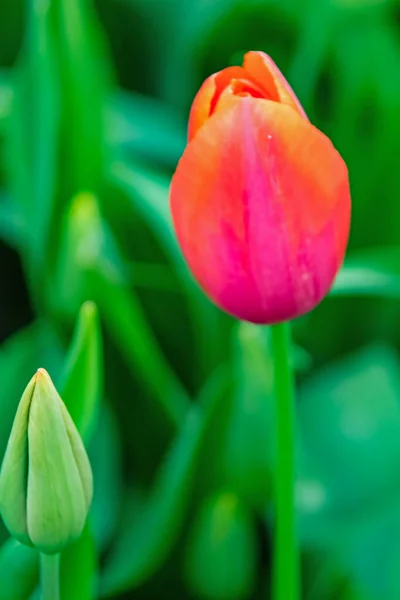 Tulipa Flores Abril Estação Primavera — Fotografia de Stock