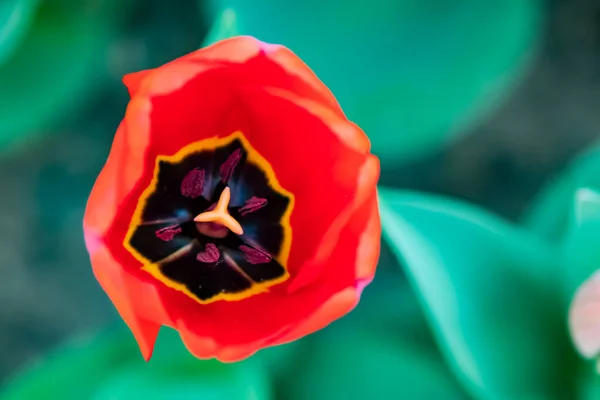 Tulip Flowers April Spring Season — Stock Photo, Image