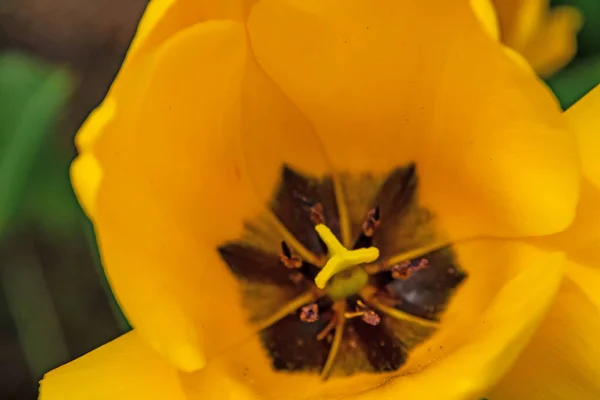 Tulipánové Květiny Dubnu Jarní Sezóně — Stock fotografie