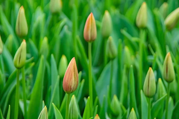 Tulipa Flores Abril Estação Primavera — Fotografia de Stock