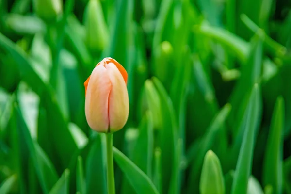 Fleurs Tulipes Avril Printemps — Photo