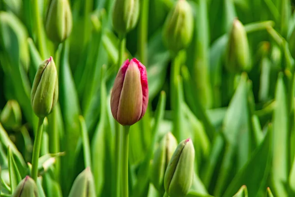 Tulipa Flores Abril Estação Primavera — Fotografia de Stock