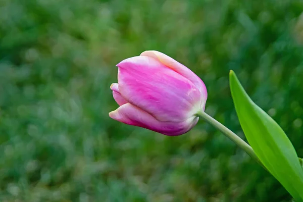 Fiori Tulipano Aprile Stagione Primaverile — Foto Stock
