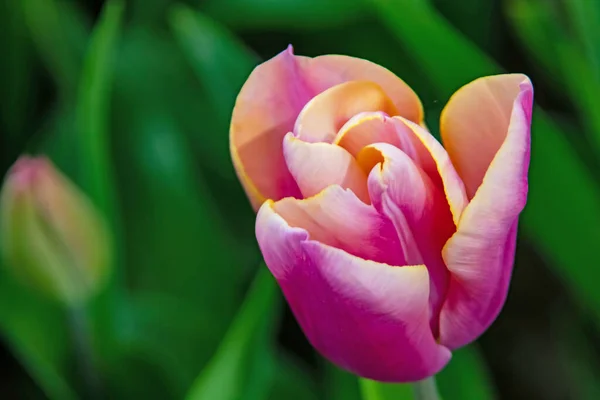 Тюльпан Цветы Апреле Весенний Сезон — стоковое фото