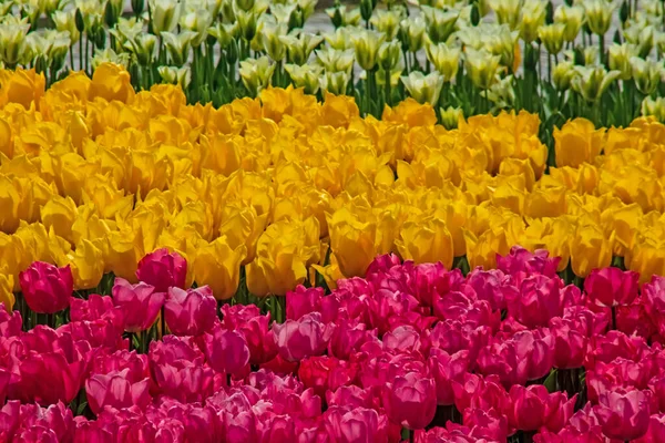四月和春季的郁金香花 — 图库照片