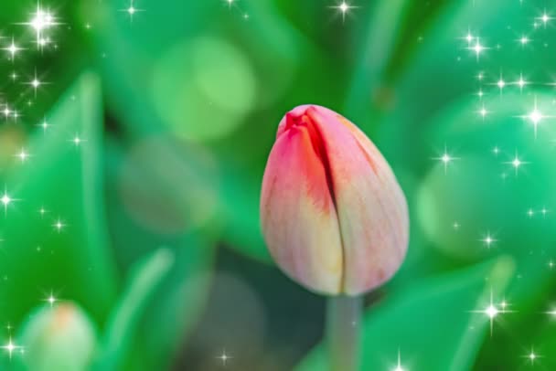 Tulipa Flores Abril Estação Primavera — Vídeo de Stock