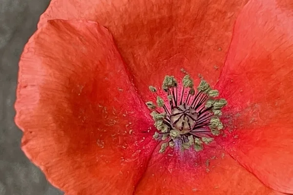 Красивый Нежный Цветок Весеннего Сезона Мая Розовый Цветок — стоковый вектор