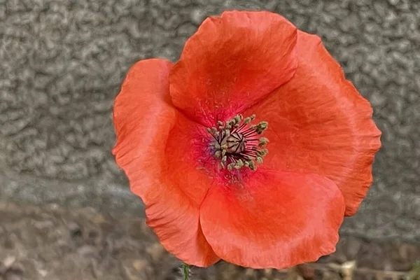 Fiore Bello Delicato Della Stagione Primaverile Mese Maggio Fiore Papavero — Vettoriale Stock