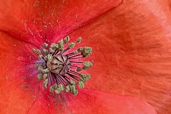 Hermosa Delicada Flor Temporada Primavera Mes Mayo Flor Amapola — Archivo Imágenes Vectoriales
