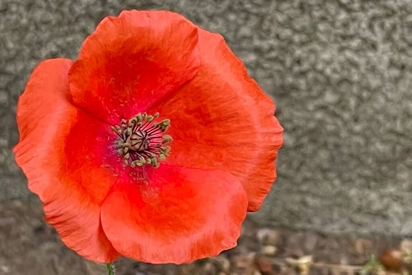 Fiore Bello Delicato Della Stagione Primaverile Mese Maggio Fiore Papavero — Vettoriale Stock