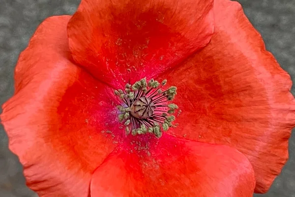 Fiore Bello Delicato Della Stagione Primaverile Mese Maggio Fiore Papavero — Foto Stock