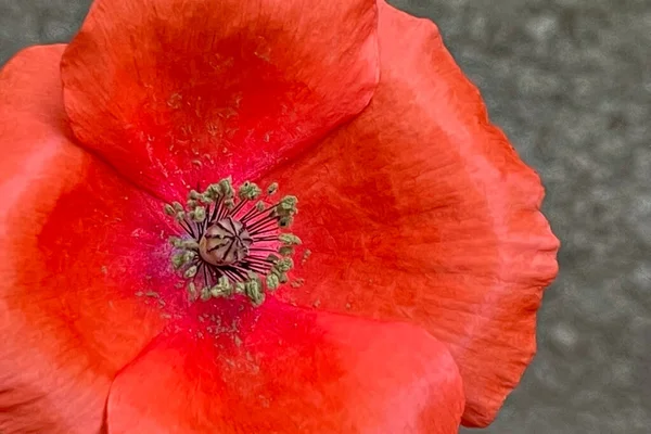 Fiore Bello Delicato Della Stagione Primaverile Mese Maggio Fiore Papavero — Foto Stock